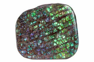 Flashy Ammolite (Fossil Ammonite Shell) - Greens & Purples #378464