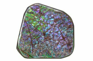Flashy Ammolite (Fossil Ammonite Shell) - Greens & Purples #378465