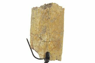 Fossil Hadrosaur Rib Section w/ Metal Stand - South Dakota #378576