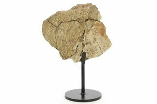 Dinosaur (Triceratops) Frill Shield Section w/ Stand - South Dakota #378579
