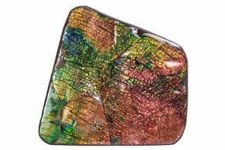 Flashy Ammolite (Fossil Ammonite Shell) - Greens & Reds #378489