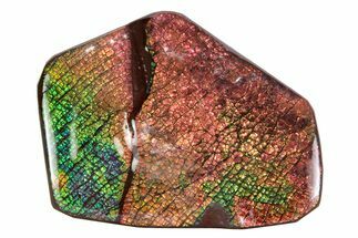 Flashy Ammolite (Fossil Ammonite Shell) - Greens & Oranges #378500