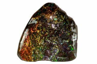 Flashy Ammolite (Fossil Ammonite Shell) - Rainbow Colored #378510