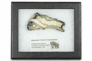 Mammoth Molar Slice With Case - South Carolina #377751