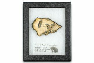 Mammoth Molar Slice With Case - South Carolina #377757
