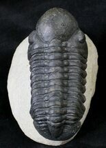 Large Reedops Trilobite - Great Preservation #19813