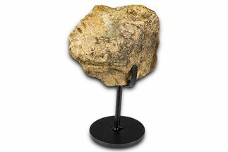 Dinosaur (Triceratops) Frill Shield Section w/ Stand - South Dakota #378586