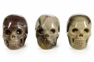 Polished Petrified Wood Skulls #378710