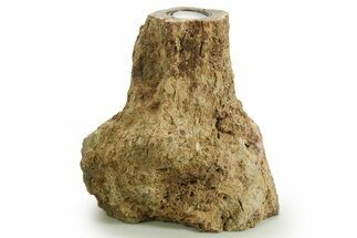 Fascinating, Petrified Wood Candle Holder - Madagascar #378667