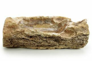 Polished Petrified Wood Soap Dish - Madagascar #378871