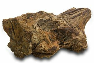 Triassic-Age Petrified Wood Log - Madagascar #378887