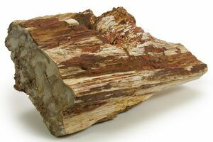 68 Lbs Petrified Wood (Araucaria) Log With Polished End