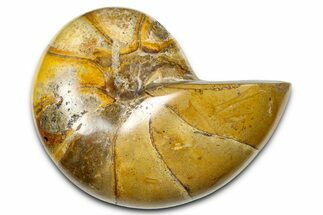 Polished Fossil Nautilus (Cymatoceras) - Madagascar #378975