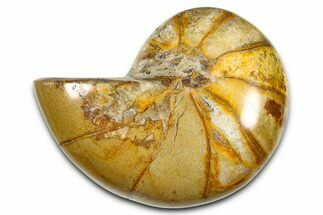 Polished Fossil Nautilus (Cymatoceras) - Madagascar #378975