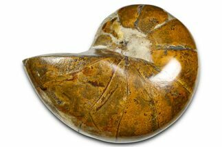 Polished Fossil Nautilus (Cymatoceras) - Madagascar #378989