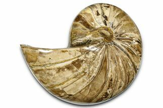Polished Fossil Nautilus (Cymatoceras) - Madagascar #378996