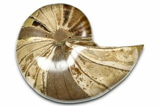 Polished Fossil Nautilus (Cymatoceras) - Madagascar #379014