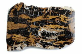 Polished Petrified Shrinkwood Section - Parker, Colorado #378114