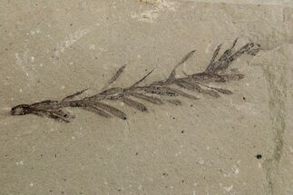 Dawn Redwood (Metasequoia) Fossil - Montana #378232