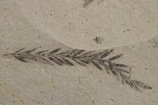 Dawn Redwood (Metasequoia) Fossil - Montana #378236