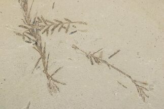 Shale With Dawn Redwood (Metasequoia) Fossils - Montana #378260