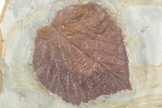 Paleocene Fossil Leaf (Davidia) - Montana #378413