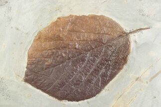 Paleocene Fossil Leaf (Nyssa) - Montana #378419