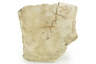 Hadrosaur (Edmontosaurus) Rib Section - Wyoming #378374