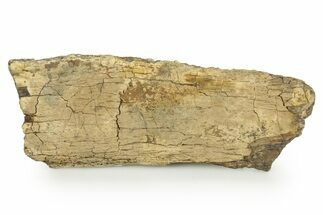 Hadrosaur (Edmontosaurus) Rib Section - Wyoming #378382