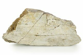 Hadrosaur (Edmontosaurus) Appendage Bone Section - Wyoming #378391