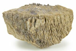 Hadrosaur (Edmontosaurus) Appendage Bone Section - Wyoming #378398