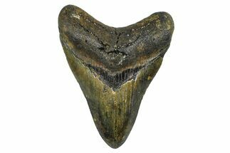 Serrated, Fossil Megalodon Tooth - North Carolina #378091