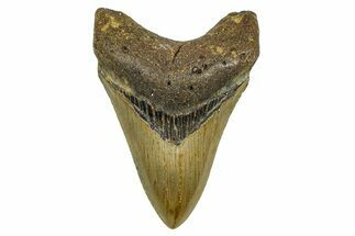 Serrated, Fossil Megalodon Tooth - North Carolina #378095