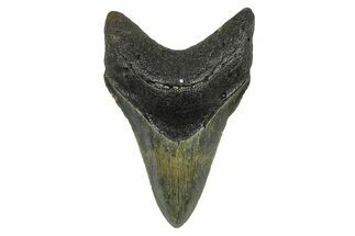 Serrated, Fossil Megalodon Tooth - North Carolina #378100
