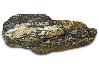 Ornithischian Dinosaur (Camptosaurus) Bone Section - Wyoming #378309
