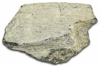 Ornithischian Dinosaur (Camptosaurus) Rib Section - Wyoming #378311