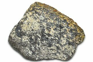 Ornithischian Dinosaur (Camptosaurus) Rib Section - Wyoming #378313