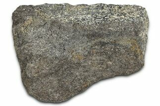 Ornithischian Dinosaur (Camptosaurus) Bone Section - Wyoming #378315