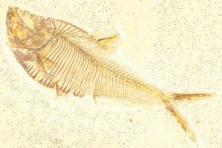 Detailed Fossil Fish (Diplomystus) - Wyoming #379311