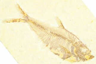 Detailed Fossil Fish (Diplomystus) - Wyoming #379315