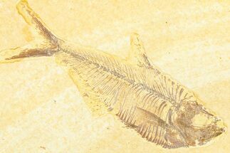 Detailed Fossil Fish (Diplomystus) - Wyoming #379318