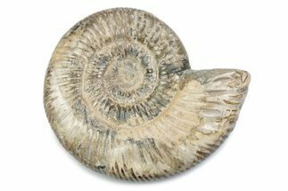 Polished Jurassic Ammonite (Perisphinctes) - Madagascar #378953