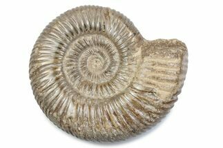 Polished Jurassic Ammonite (Perisphinctes) - Madagascar #378956