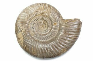 Polished Jurassic Ammonite (Perisphinctes) - Madagascar #378959