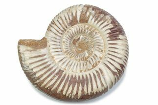 Polished Jurassic Ammonite (Perisphinctes) - Madagascar #378961