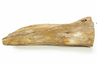 Triassic-Age Petrified Wood Log - Madagascar #379256