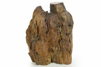 Triassic-Age Petrified Wood Log - Madagascar #379262