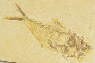 Bargain, Detailed Fossil Fish (Diplomystus) - Wyoming #379351