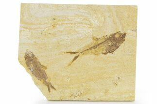 Plate With Two Fossil Fish (Diplomystus & Knightia) - Wyoming #379365