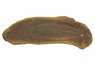 Fish Fossils For Sale